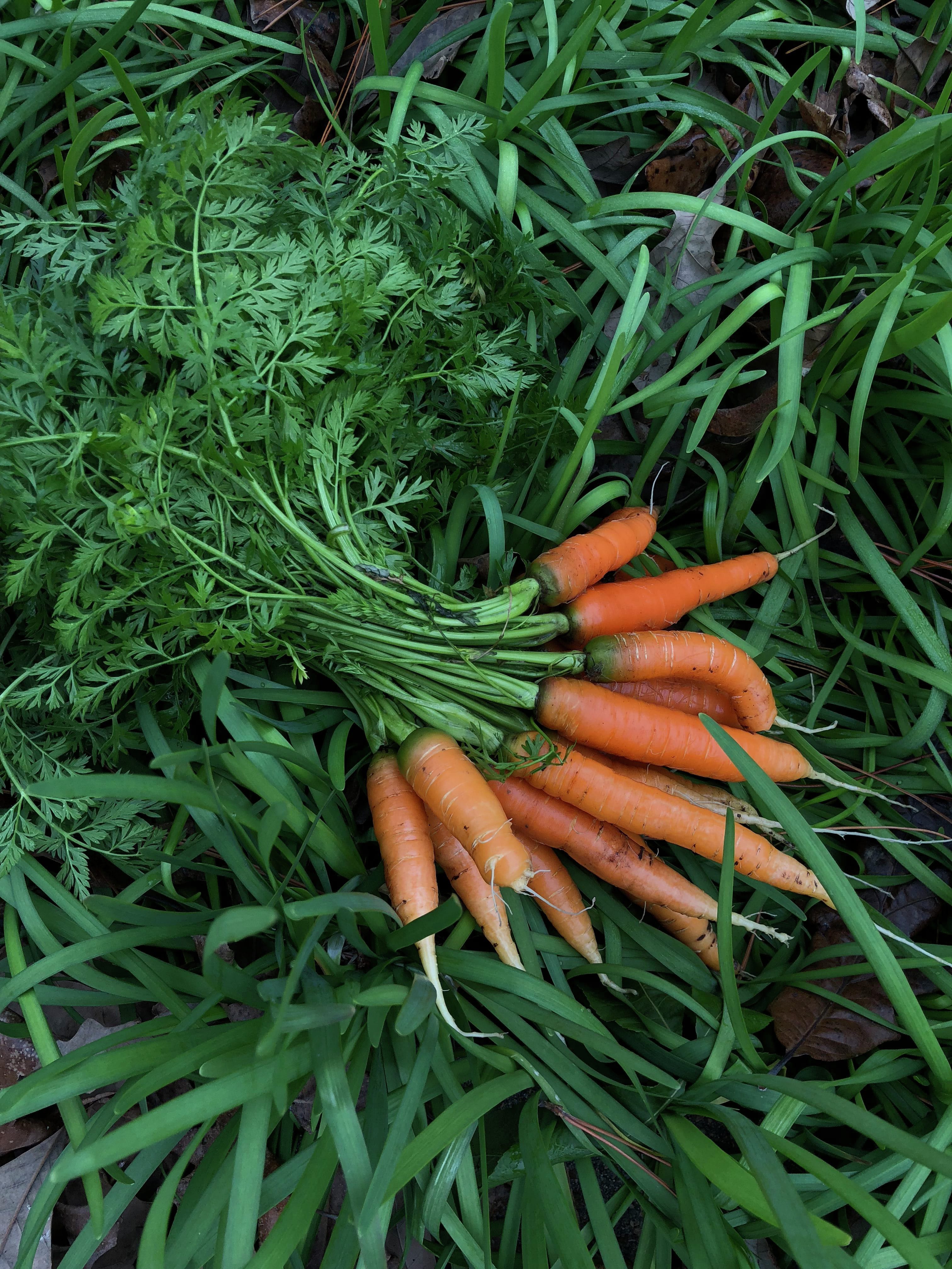 Huerto en casa: Como plantar y cultivar zanahorias | En Mi Cocina Hoy